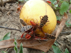 Probergrothius