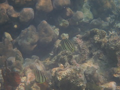 Chaetodon octofasciatus