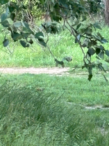 Common Hoopoe