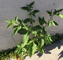 Solanum nigrum