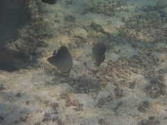 Chaetodon triangulum
