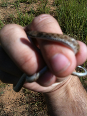 Hypsiglena chlorophaea