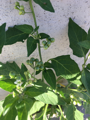 Solanum nigrum
