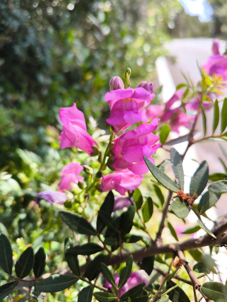 Greater snapdragon