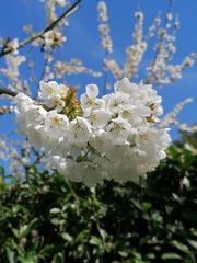 Prunus cerasus