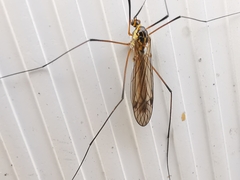 Nephrotoma appendiculata