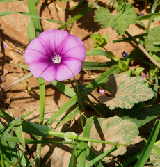 Convolvulus stachydifolius