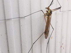 Nephrotoma appendiculata