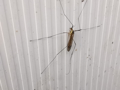 Nephrotoma appendiculata