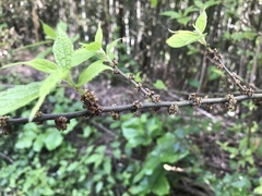 Oreocnide