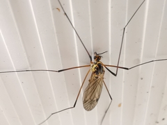 Nephrotoma appendiculata