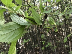 Oreocnide