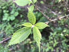 Oreocnide