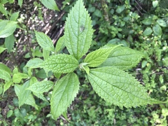Oreocnide