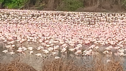 iNaturalist image