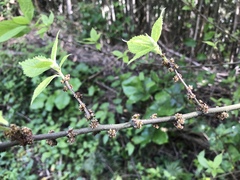 Oreocnide