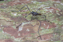 Talanthia phalangium