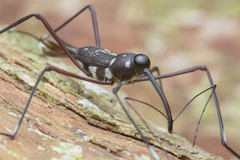 Talanthia phalangium