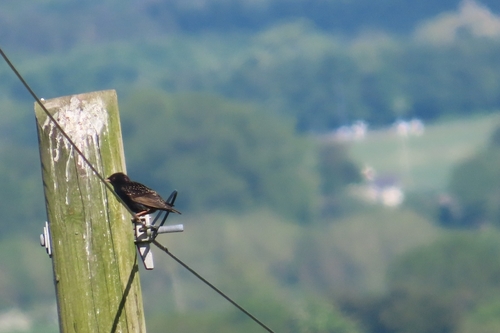 European Starling