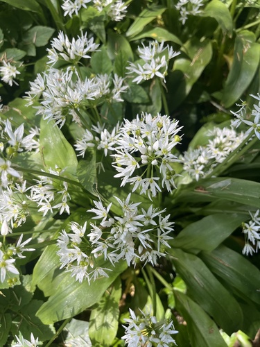 Ramsons
