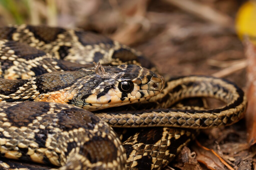 Horseshoe Whip Snake