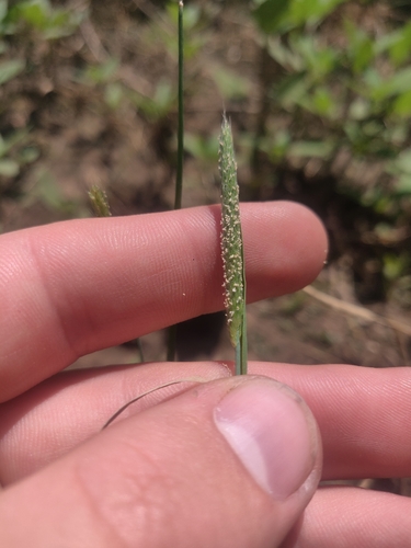 Alopecurus carolinianus observed 2026-05-09