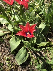 Tulipa