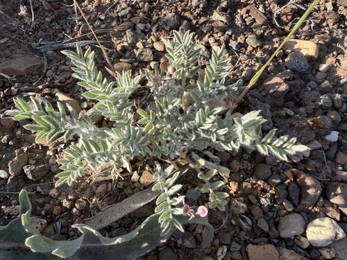 Astragalus inflexus observed 2026-05-08