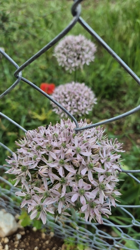 Allium nigrum, photograph 5
