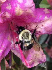 Bombus impatiens