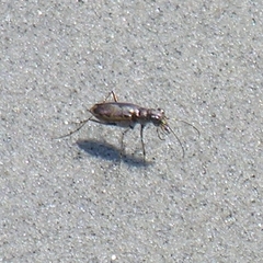 Ellipsoptera marginata