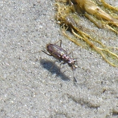 Ellipsoptera marginata