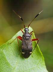Closterotomus biclavatus
