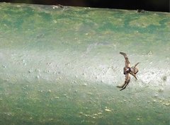 Strigoplus guizhouensis