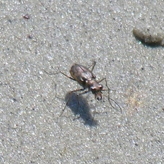 Ellipsoptera marginata