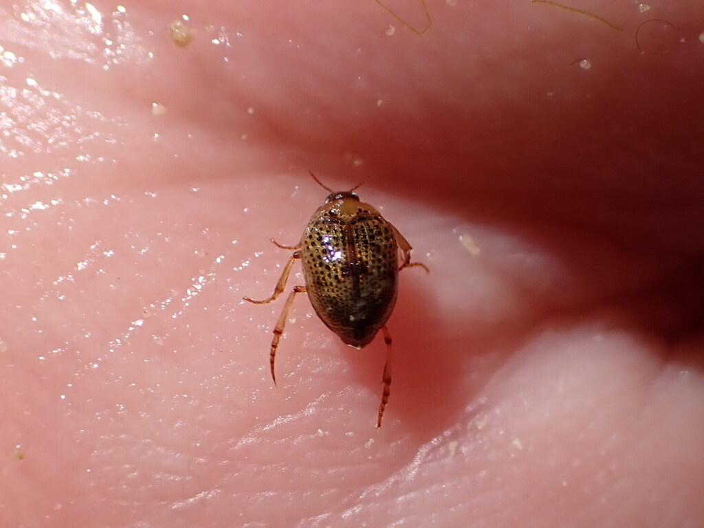 Peltodytes rotundatus