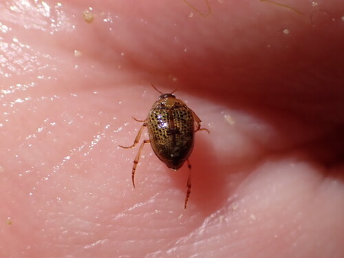 Peltodytes rotundatus