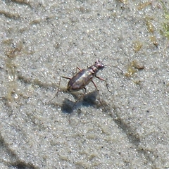 Ellipsoptera marginata