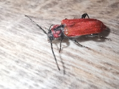 Pyrrhidium sanguineum