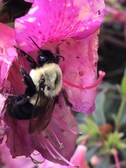 Bombus impatiens