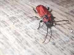 Pyrrhidium sanguineum