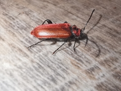 Pyrrhidium sanguineum