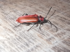 Pyrrhidium sanguineum