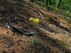 Tephroseris integrifolia
