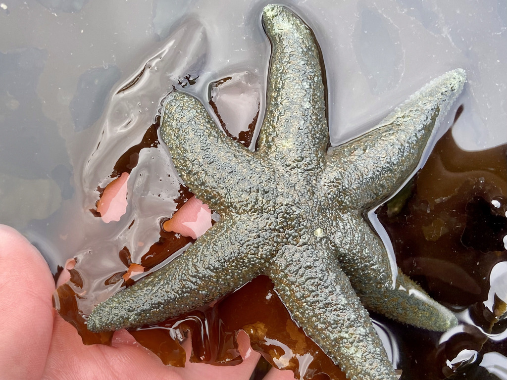 Alaskan Six-rayed Star from Unalaska, AK, USA on May 7, 2026 at 04:53 ...