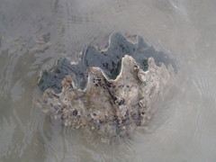 Tridacninae