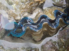 Tridacninae