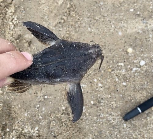 Tenbarbed banjo (Aspredinichthys tibicen) — Aspredinidae