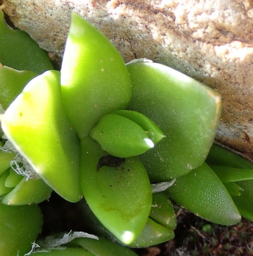 Phyllobolus tortuosus (L.) Bittrich