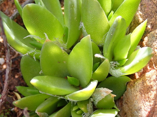 Mesembryanthemum tortuosum